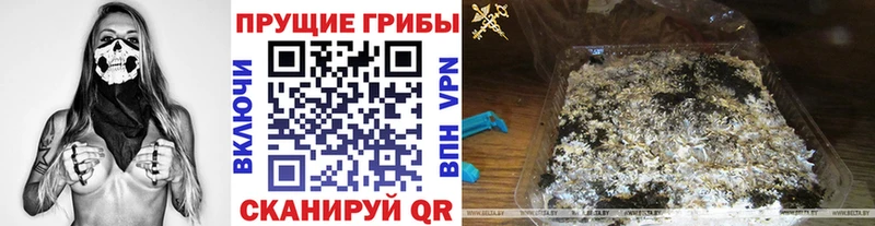закладка  Аша  Псилоцибиновые грибы MAGIC MUSHROOMS 